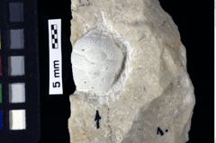 Foto (Detailansicht) von Pithonoton marginarum (von Meyer, 1842) (NHMW-GEO-1990-0041-0001b)